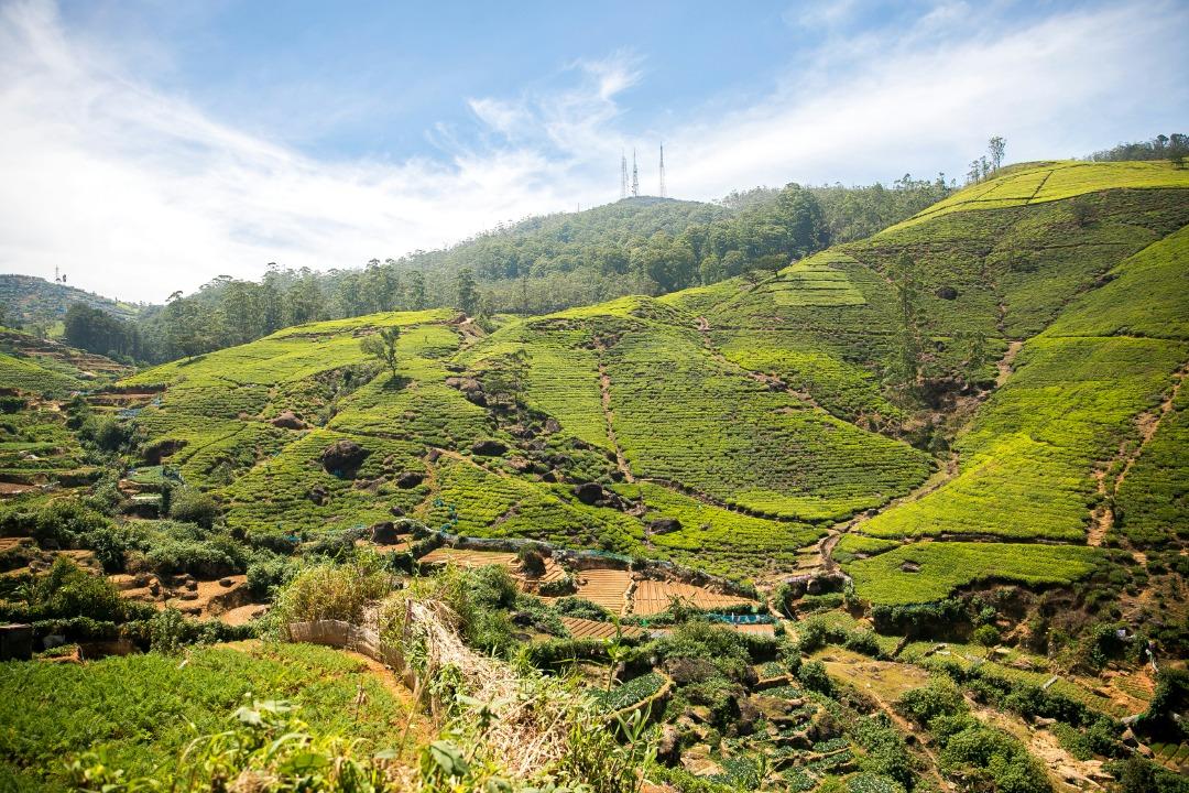 Experience Sri Lanka s Famous Tea Country