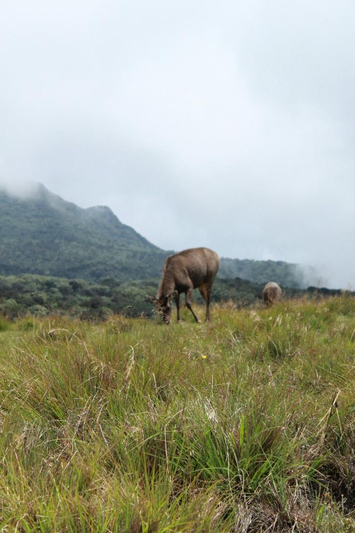 Explore Horton Plains National Park & Worlds End